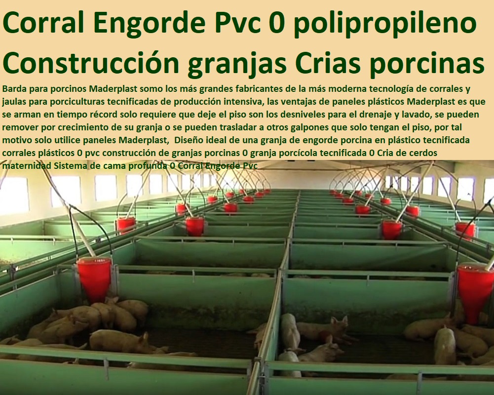 Diseño ideal de una granja de engorde porcina en plástico tecnificada corrales plásticos 0 pvc construcción de granjas porcinas 0 como criar marranos, cómo criar cerdos técnicas modernas, manual para criar cerdos, como hacer un criadero de cerdos, cría de cerdos rentabilidad técnicamente, como engordar cerdos con maíz tecnificado, instalaciones para cría de cerdos, granja porcícola tecnificada 0 Cria de cerdos maternidad Sistema de cama profunda 0 Corral Engorde Pvc Diseño ideal de una granja de engorde porcina en plástico tecnificada corrales plásticos 0 pvc construcción de granjas porcinas 0 granja porcícola tecnificada 0 Cria de cerdos maternidad Sistema de cama profunda 0 Corral Engorde Pvc